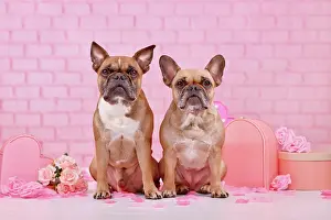 Romantic: Two French Bulldog dogs surrounded by pink Valentine's