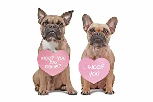 Mining: French Bulldog dogs with Valentine's Day hearts