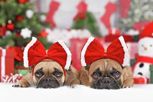 Event: Two French Bulldog dogs wearing Christmas ribbon