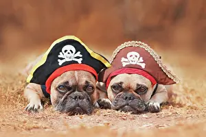 Pirate: French Bulldog dogs wearing Halloween pirate costume hats