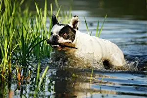 Lakesides: French Bulldog fetching a stick from a pond, Satteldorf