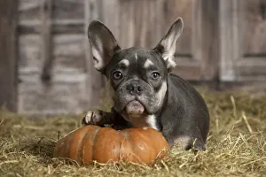 Pumpkn: French Bulldog indoors in the straw in a barn