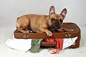 Packed: French bulldog lying on a messily packed suitcase