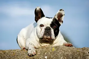 Satteldorf: French Bulldog lying on a rock, Satteldorf, Hohenlohe