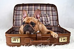 Headdress: French bulldog lying in a suitcase
