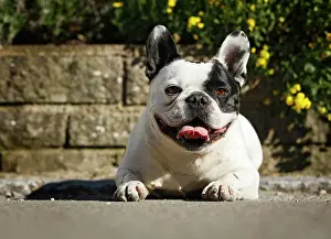 300517: French Bulldog lying in front of a wall with yellow