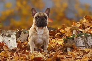 Front View: French Bulldog, Male, Autumn Foliage
