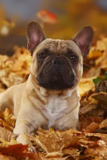 Relaxing: French Bulldog, Male, Autumn Foliage