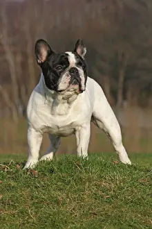 Gazing: French bulldog, male, standing on a field Franz&, x1b3a73;che