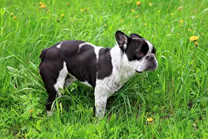 Molossian: French bulldog in a meadow