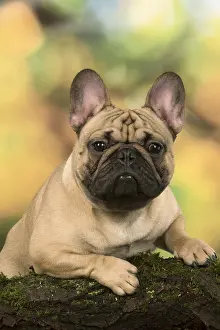 110118: French Bulldog outdoors with autumn colours French