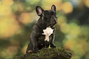 110118: French Bulldog outdoors with autumn colours French