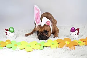 Headdress: French bulldog with plush bunny ears lying behind