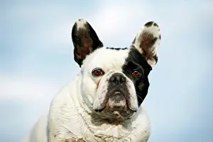 300517: French Bulldog, portrait against a blue sky, Satteldorf