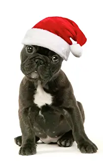 French Bulldog Puppy