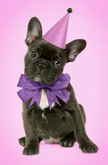 Bows: French Bulldog Puppy