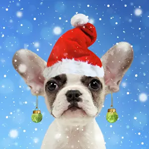 Sprouts: French bulldog, puppy 8 weeks old, wearing Christmas
