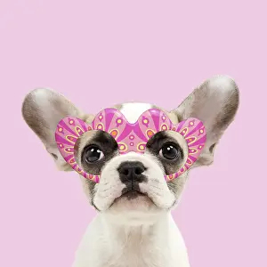 250919: French bulldog, puppy 8 weeks old wearing heart-shaped