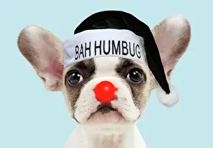 Rudolph: French bulldog, puppy 8 weeks old wearing sunglasses