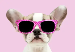250619: French bulldog, puppy 8 weeks old wearing sunglasses