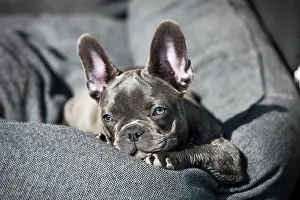 Beds: French bulldog, puppy, blue, lying in dog bed, Austria