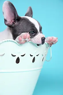 Bowl: French Bulldog, puppy in a bowl