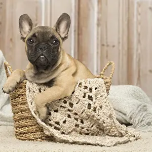 311017: French Bulldog puppy dog indoors