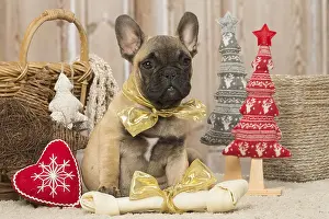 311017: French Bulldog puppy dog indoors at Christmas