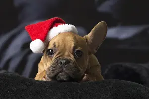 French Bulldog puppy indoors