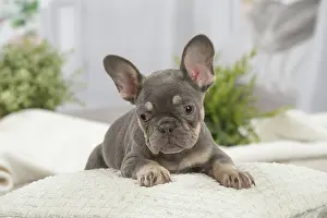 220222: French Bulldog puppy indoors