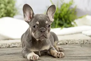 220222: French Bulldog puppy indoors