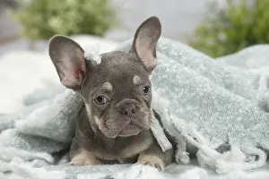 220222: French Bulldog puppy indoors