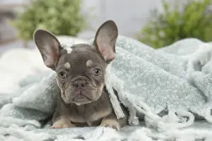 220222: French Bulldog puppy indoors
