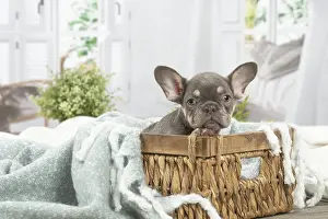 220222: French Bulldog puppy indoors