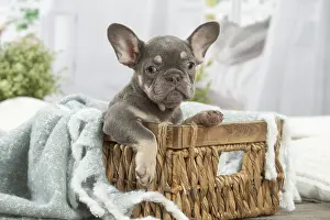 220222: French Bulldog puppy indoors