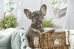 220222: French Bulldog puppy indoors
