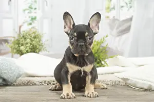 220222: French Bulldog puppy indoors