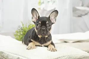 220222: French Bulldog puppy indoors