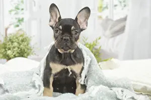 220222: French Bulldog puppy indoors