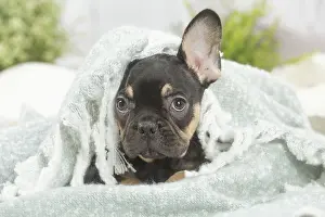 220222: French Bulldog puppy indoors