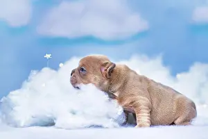Innocence: French Bulldog puppy looking at star between fluffy