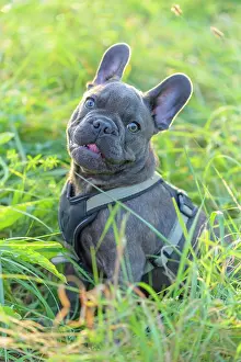220822: French bulldog, puppy in meadow