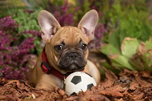 Football: French Bulldog puppy outdoors in Autumn