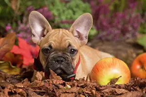 111019: French Bulldog puppy outdoors in Autumn