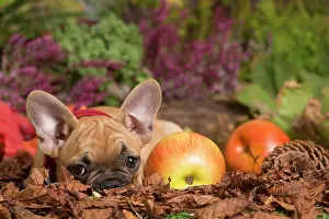 111019: French Bulldog puppy outdoors in Autumn