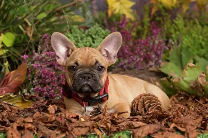 111019: French Bulldog puppy outdoors in Autumn