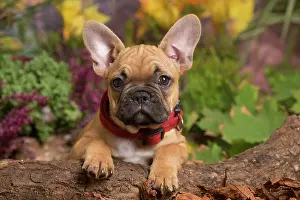 111019: French Bulldog puppy outdoors in Autumn