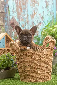 070519: French Bulldog puppy outdoors in the garden