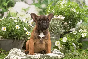 070519: French Bulldog puppy outdoors in the garden