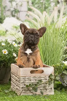 070519: French Bulldog puppy outdoors in the garden